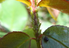 Macrosiphum