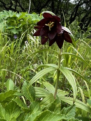 Fritillaria camschatcensis