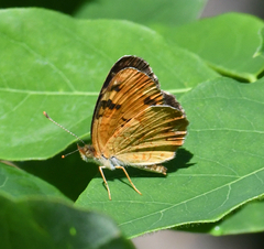 Phyciodes cocyta