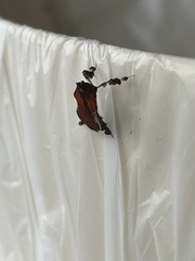 Galasa nigrinodis