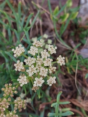 Crithmum maritimum