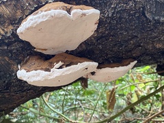 Ganoderma applanatum