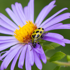 Diabrotica undecimpunctata