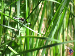 Libellula pulchella