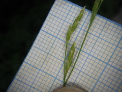 Glyceria nemoralis
