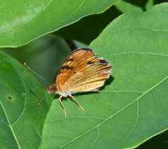 Phyciodes cocyta