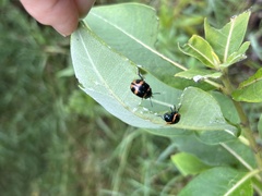 Labidomera clivicollis
