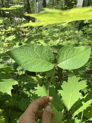 Lonicera