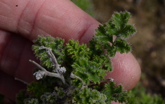Pelargonium alternans