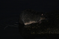 Hydromys chrysogaster