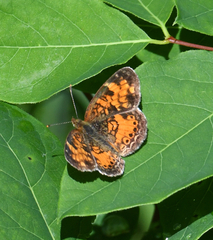 Phyciodes cocyta