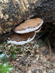 Ganoderma applanatum