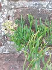 Crithmum maritimum