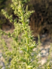 Salsola