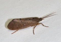 Ptilostomis ocellifera