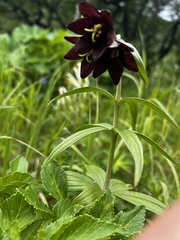 Fritillaria camschatcensis