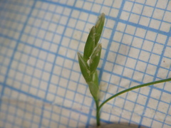 Glyceria nemoralis