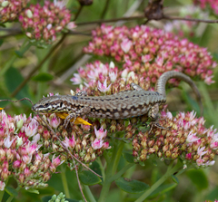 Podarcis muralis maculiventris