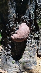 Daldinia childiae