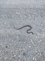 Thamnophis sirtalis pallidulus