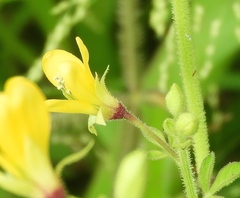 Cleome viscosa