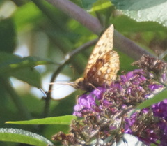 Argynnis