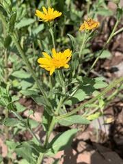 Heterotheca
