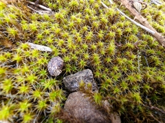 Syntrichia