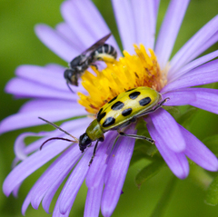Diabrotica undecimpunctata