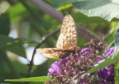 Argynnis