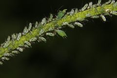 Macrosiphum