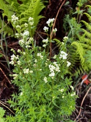 Galium boreale