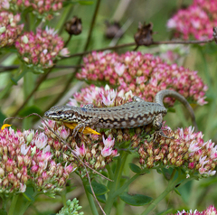 Podarcis muralis maculiventris