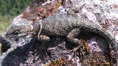 Sceloporus aureolus