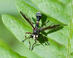 Physocephala furcillata