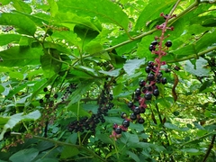 Phytolacca americana