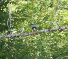 Nucifraga caryocatactes