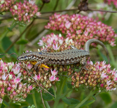 Podarcis muralis maculiventris