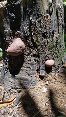 Daldinia childiae
