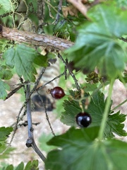 Ribes lacustre