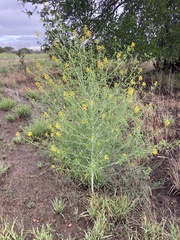 Cleomella angustifolia