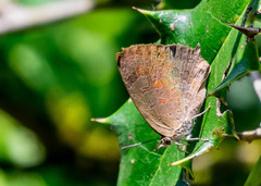 Arhopala