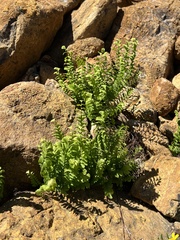 Adiantum aleuticum