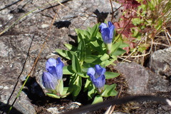 Gentiana sceptrum