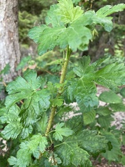 Ribes lacustre