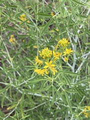 Cleomella angustifolia