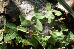 Hypericum scouleri
