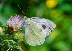 Pieris brassicae