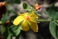 Hypericum scouleri