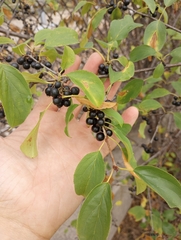 Rhamnus